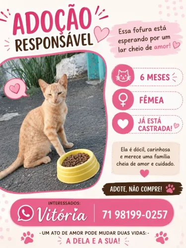 Gata castrada para adoção