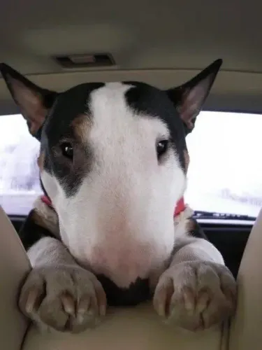 Seu Novo Melhor Amigo Pode Ser um Bull Terrier