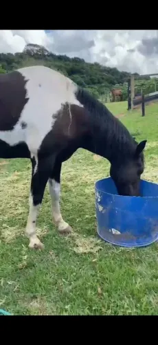 Cavalo MM