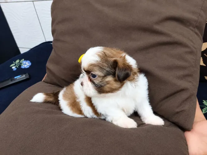 FILHOTES DE SHIH-TZU À VENDA!