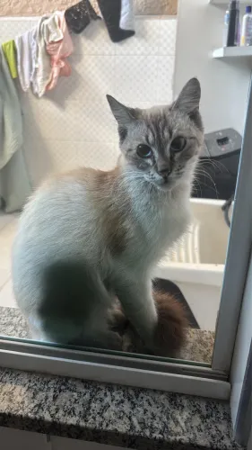 Gatinha fêmea filhote para adoção responsável 