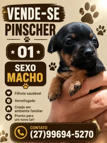 Vende conforme a imagem ilustrada