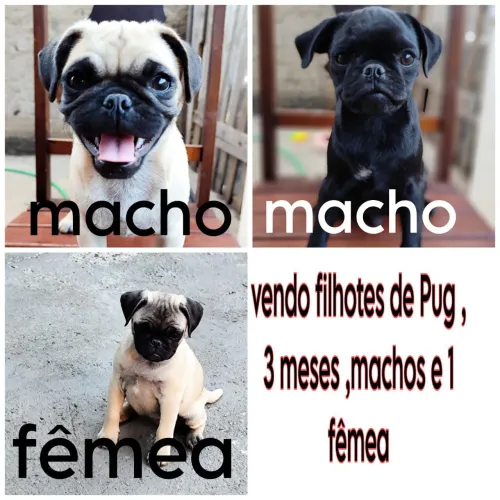 Filhotes de Pug