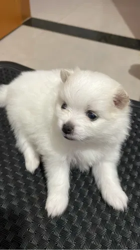 Vendo Filhote de Spitz Alemão