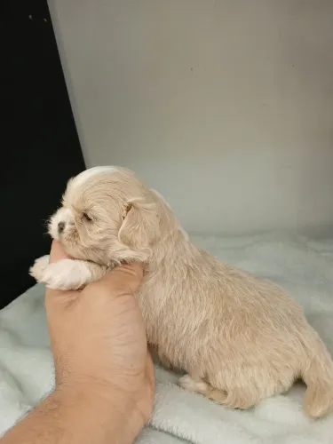 Filhote de shihtzu fêmea para reserva