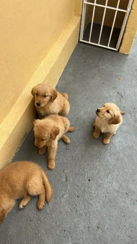 Filhote de Golden Retriever um filhote que leva carinho pra todos os cantos
