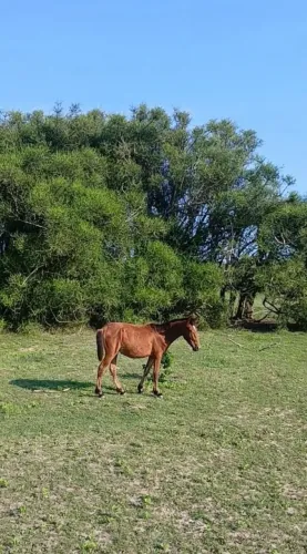 Vendo pordo