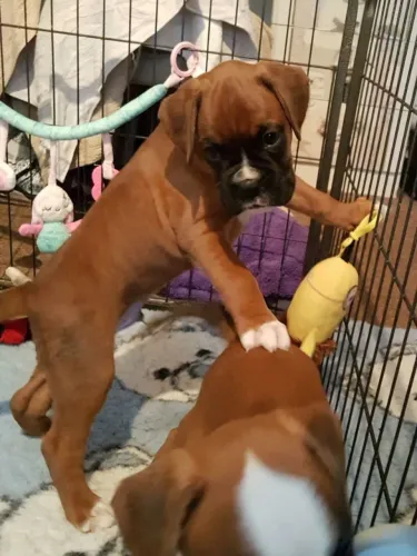 Boxer | Entrega facilitada para seu conforto