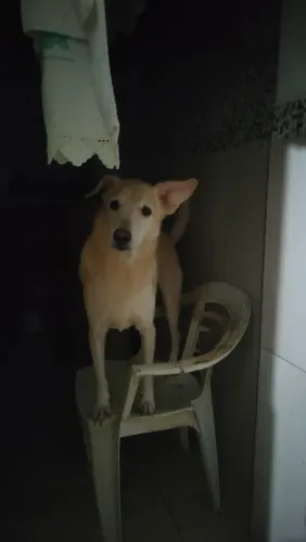Estou doando essa cachorra