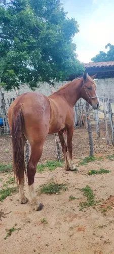 Pordo