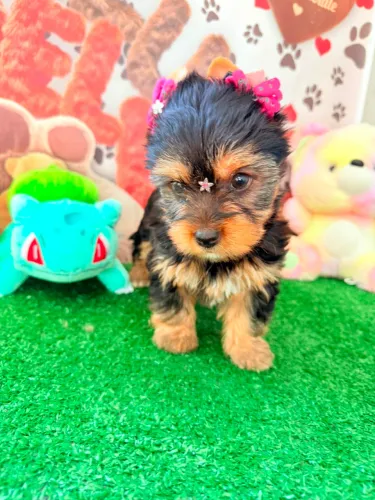 Yorkshire fêmea