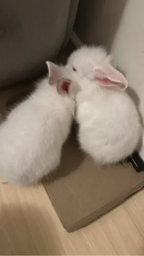 Coelhos