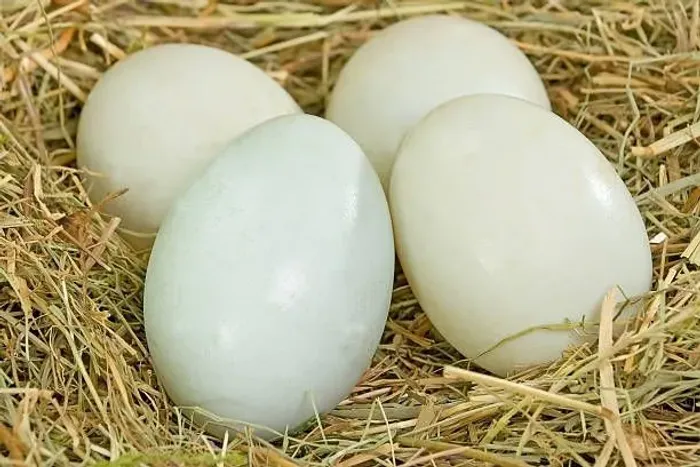 Duzia de Ovos de Pata (Férteis)