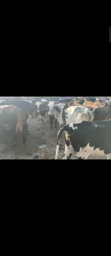 Vacas de leite  valor de 8  a11 mil reais sao 30 se compra tudo sai a 7900 cada  aceito tr