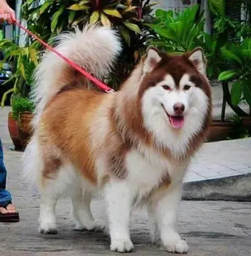 Malamute do alaska maravilhoso fêmea e macho 