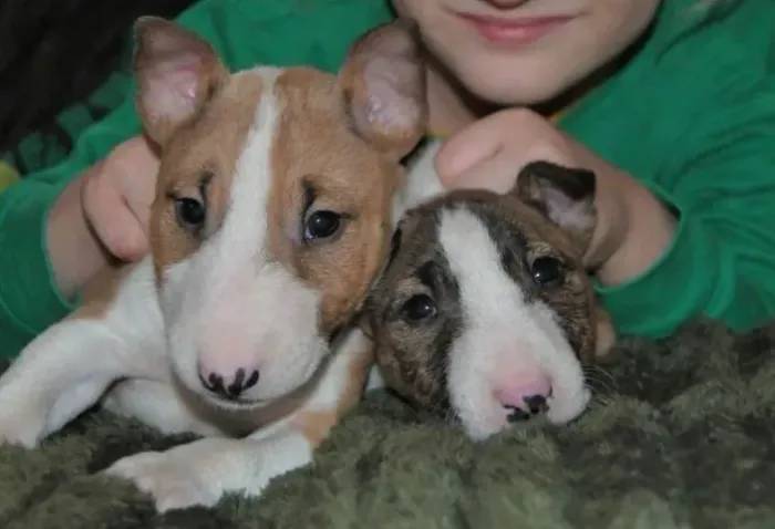 Bull Terrier Inglês Grandes Pegadas