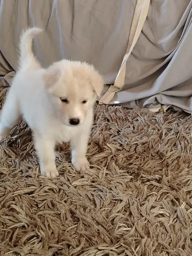 Pet