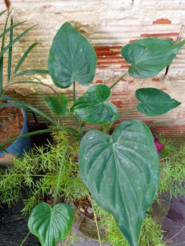 Planta Coração de Boi