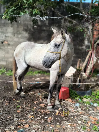 Vendo cavalo rudado