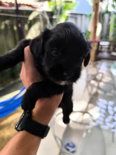 Lhasa Apso filhotes
