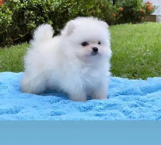 Lulu da pomerania 