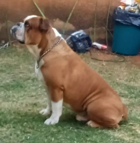 Bulldog Campeiro para cruza 