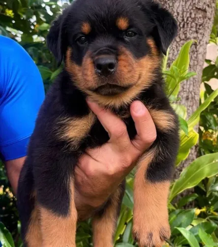 Filhote Rottweiler, A felicidade tem quatro patas e um rabinho que não para de abanar!