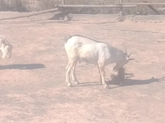 Vende_se cabrito