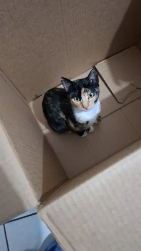 Doação de gatinha - gatinha tricolor