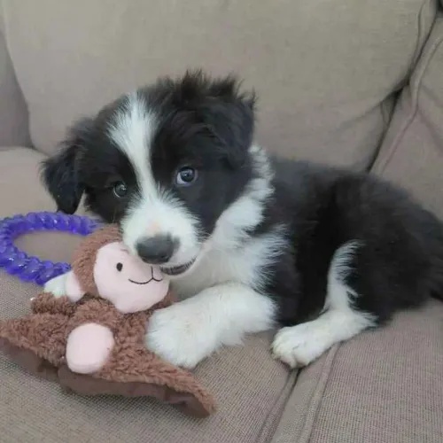 Filhote border collie, Dê um lar para um peludinho e ganhe amor para a vida toda!