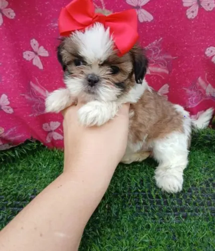 Linda fêmea de Shih-tzu disponível 