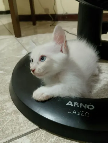 Doação responsável de linda gatinha