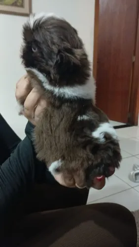 Vendo shitzu mini
