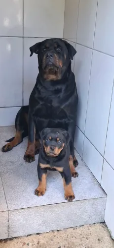 Doando esta rottweiler adulta 