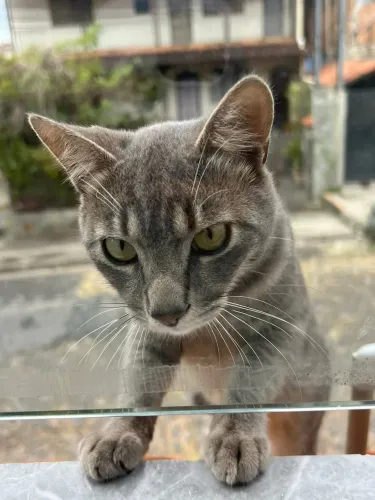 Doaçao de gatinho