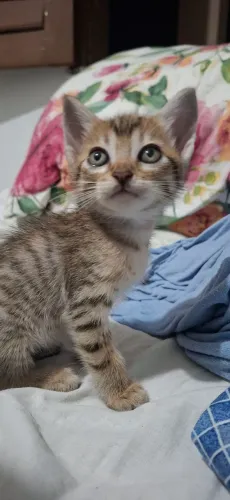Gatinhos a procura de um lar