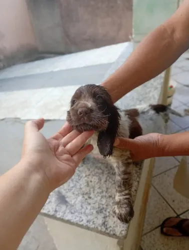 FILHOTE COCKER SPANIEL OLHO VERDE