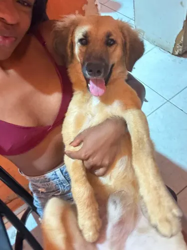 Dog Bruce
