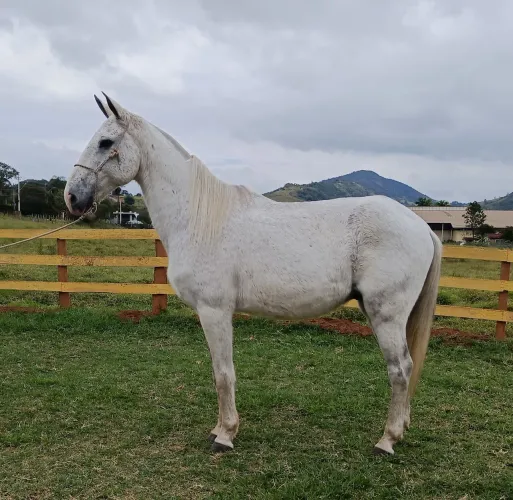 Cavalo tordilho de confiança 