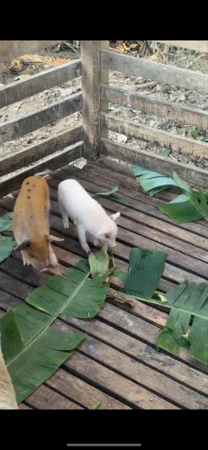 Porco