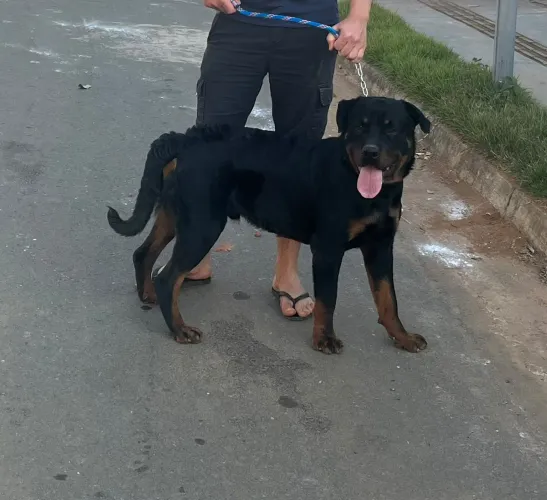Rottweiler para doação 11 meses