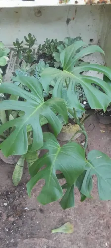 Vendo Plantas