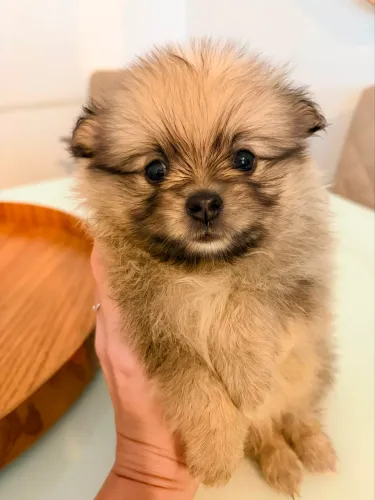 Spitz Alemão Anão 45 dias Lulu da Pomerania 