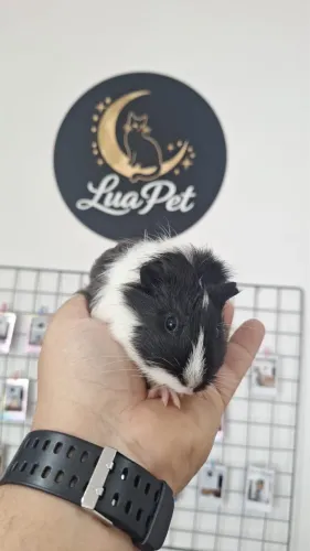 Porquinho-da-índia