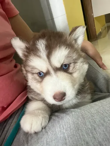 Husky siberiano