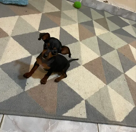 Cachorro Pinscher 