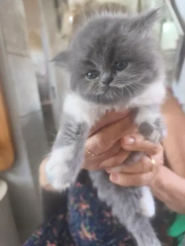 Gata persa 
