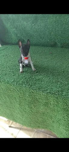 Pinscher tricolor vacinado perfeição 01
