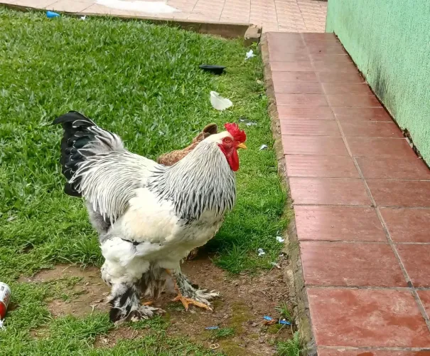Vendo galo Brahma