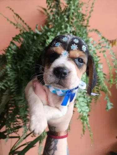 Filhotes de Cocker | Um pet para deixar sua rotina mais feliz.